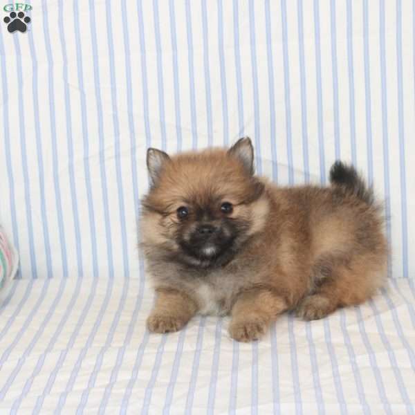 Oria, Pomeranian Puppy